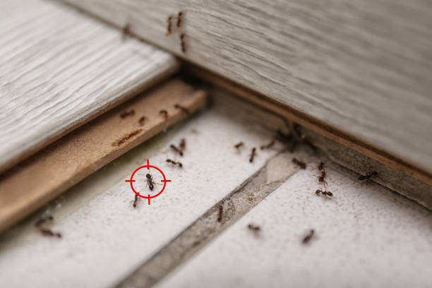 Best Best Pest Control Companies  in Campti, LA