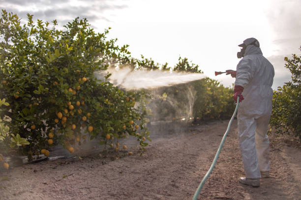 Best Affordable Pest Control Services  in Campti, LA