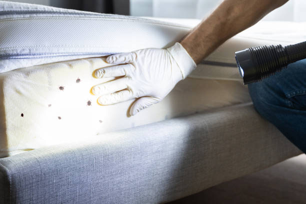 Best Exterminator Services  in Campti, LA