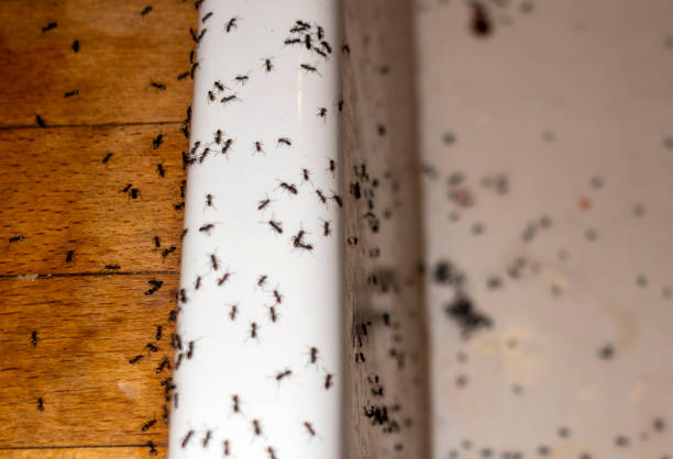 Best Best Pest Control Companies  in Campti, LA