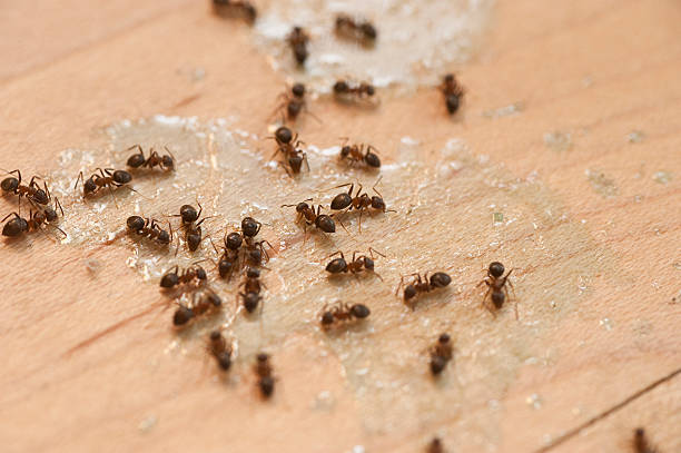 Best Affordable Pest Control Services  in Campti, LA