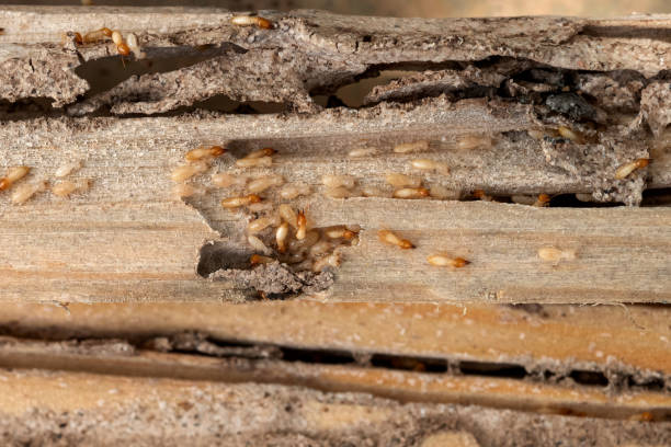 Best Commercial Pest Control Services  in Campti, LA