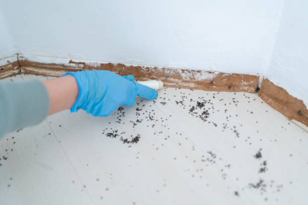 Best Rat Extermination Near Me  in Campti, LA